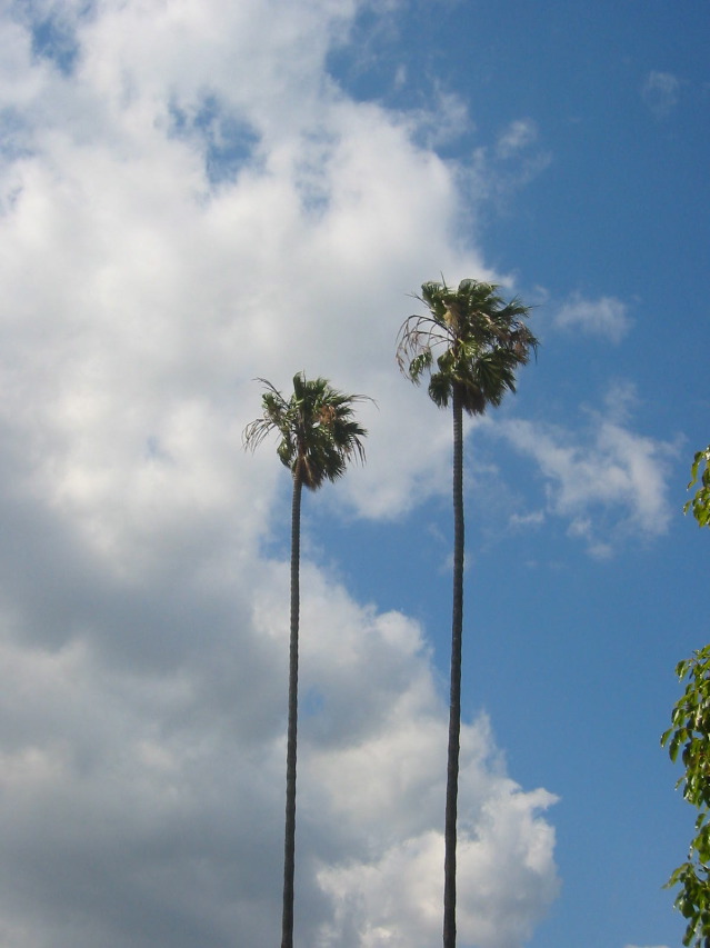 Palm trees and sky, Santa Monica.