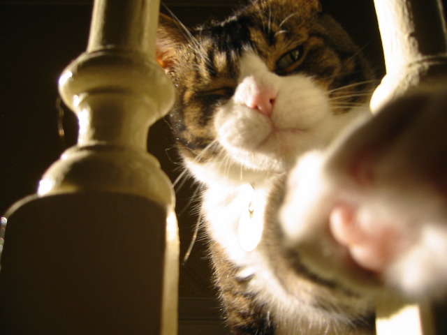 Sprout at the bannister.