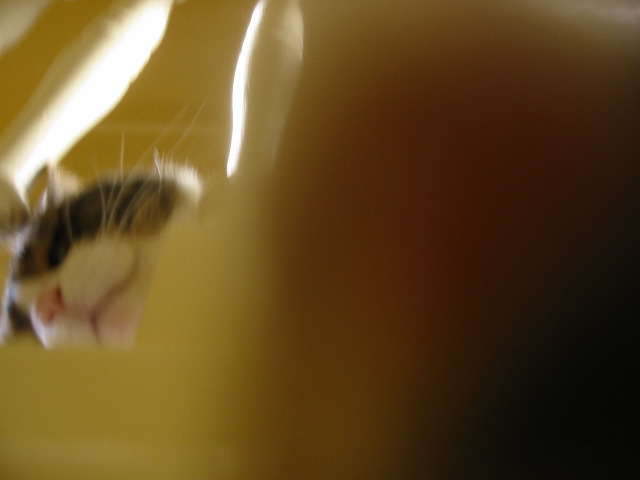 Sprout is Curious, Yello.