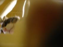 Sprout is Curious, Yello.